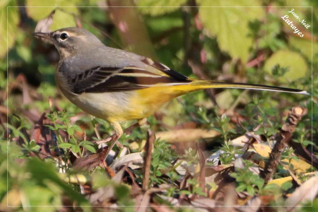 Bergeronnette des ruisseaux posée - Motacilla cinerea - Photographie Jean-Noël Latroyes - Filain - Haute-Saône - www.filain-nature.fr