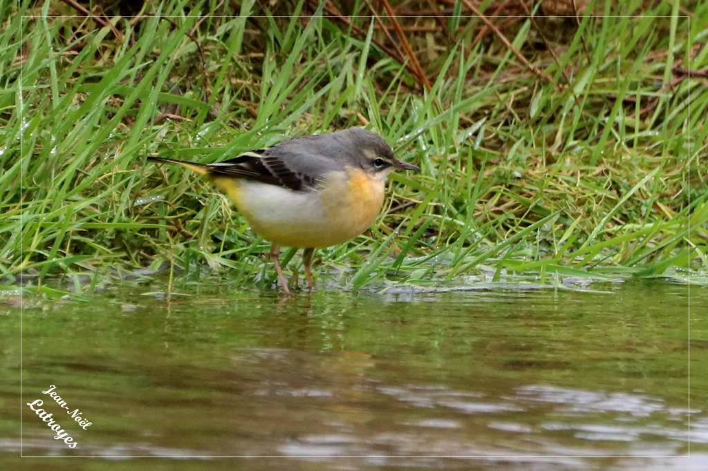 Bergeronnette des ruisseaux posée - Motacilla cinerea - Photographie Jean-Noël Latroyes - Filain - Haute-Saône - www.filain-nature.fr