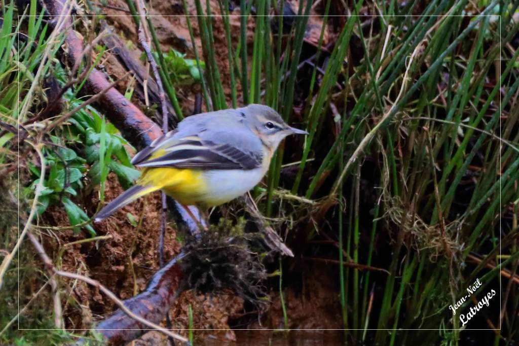 Bergeronnette des ruisseaux posée - Motacilla cinerea - Photographie Jean-Noël Latroyes - Filain - Haute-Saône - www.filain-nature.fr