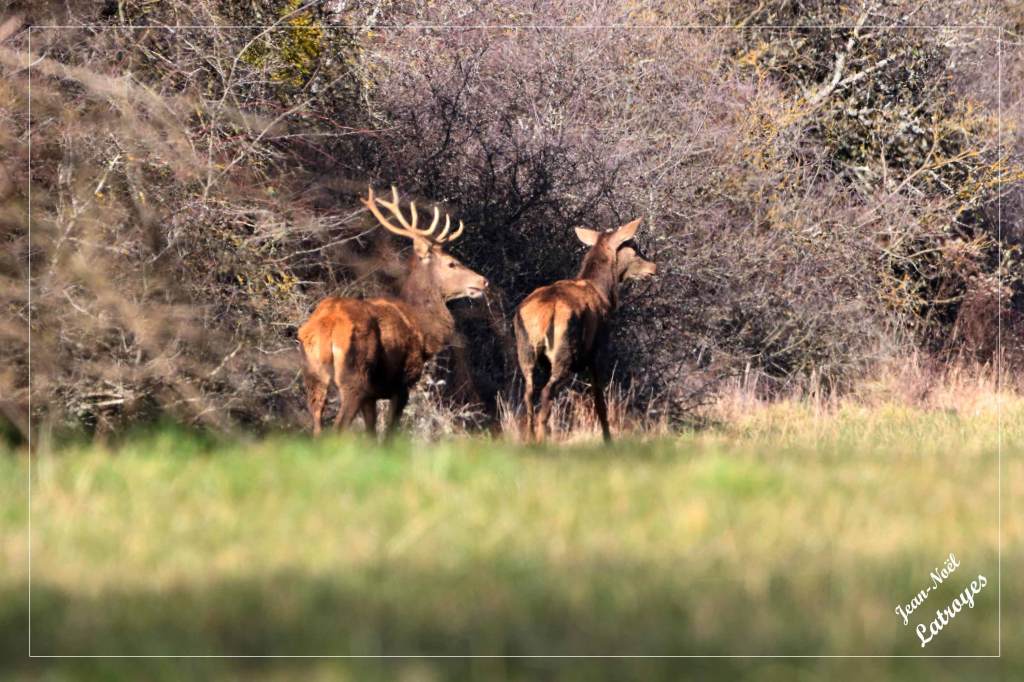 Cerfs (mâle et femelle) - Filain (Haute-Saône) - 28 février 2022 - Photographie Jean-Noël Latroyes - www.filain-nature.fr