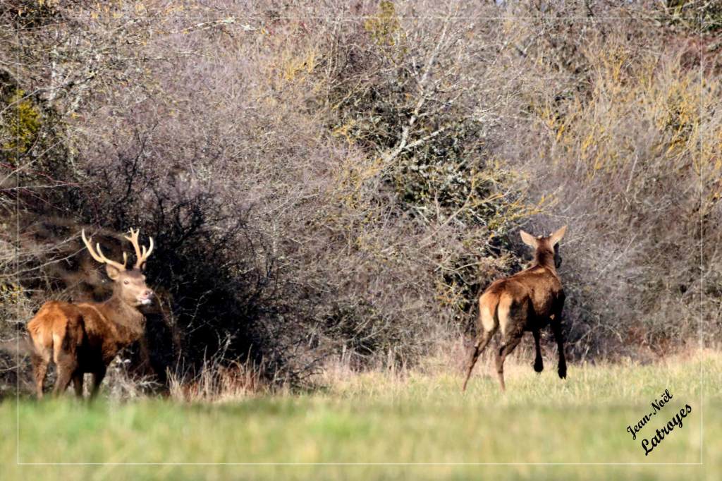 Cerfs (mâle et femelle) - Filain (Haute-Saône) - 28 février 2022 - Photographie Jean-Noël Latroyes - www.filain-nature.fr