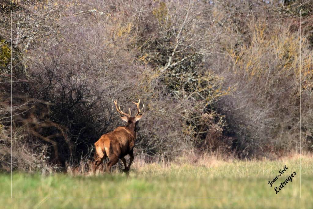 Fuite du Cerf (mâle) - Filain (Haute-Saône) - 28 février 2022 - Photographie Jean-Noël Latroyes - www.filain-nature.fr
