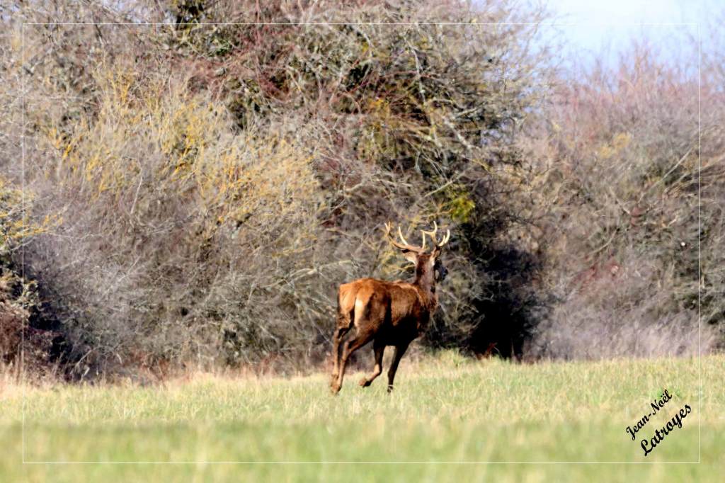 Fuite du Cerf (mâle) - Filain (Haute-Saône) - 28 février 2022 - Photographie Jean-Noël Latroyes - www.filain-nature.fr