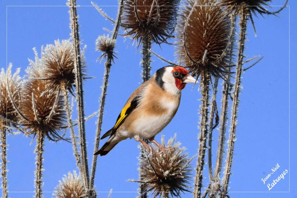 Chardonneret élégant sur Cardère givrée - Carduelis carduelis - Filain (Haute-Saône) - février 2022 - Photographie Jean-Noël Latroyes - www.filain-nature.fr