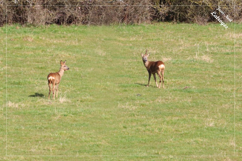 Chevreuil européen - Capreolus capreolus - (mâle et femelle) - Filain (Haute-Saône) - mars 2022 - Photographie Jean-Noël Latroyes - www.filain-nature.fr