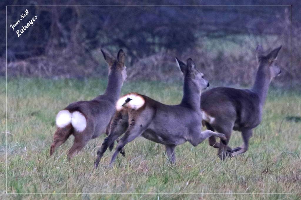 Chevreuil européen - Capreolus capreolus - Photographie Jean-Noël Latroyes - Filain - Haute-Saône - www.filain -nature.fr