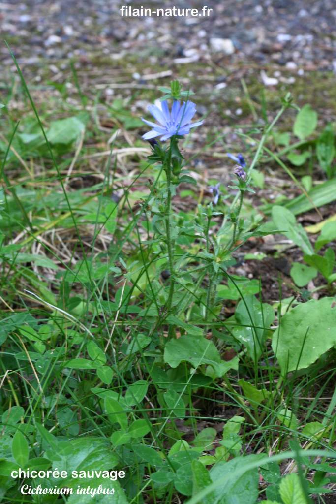 Chicorée sauvage - Cichorium intybus -Filain (Haute-Saône) - Photographie Jean-Noël Latroyes - Juin 2021