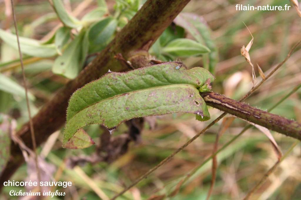 Feuillage de Chicorée sauvage - Cichorium intybus -Filain (Haute-Saône) - Photographie Jean-Noël Latroyes - Juin 2022