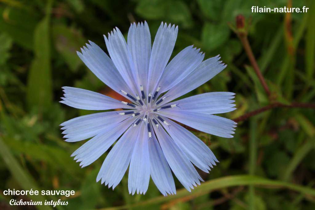 Fleur de Chicorée sauvage - Cichorium intybus -Filain (Haute-Saône) - Photographie Jean-Noël Latroyes - www.filain-nature.fr