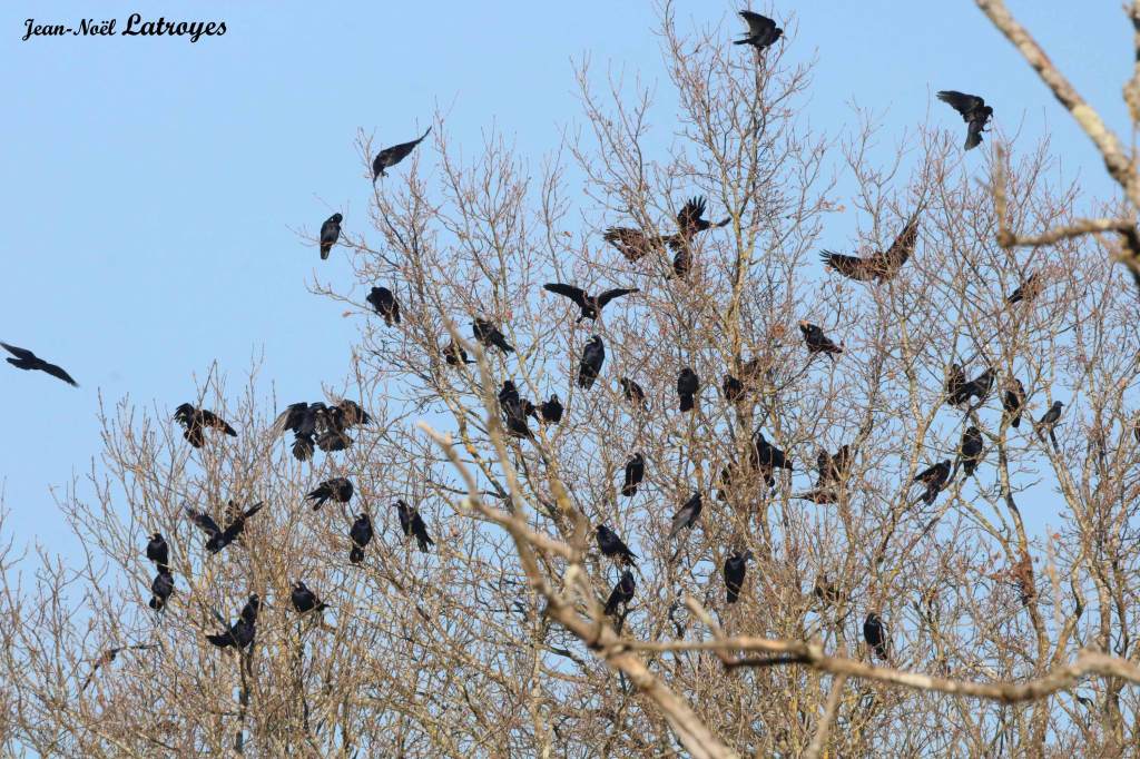 Corneille noire Corvus corone Montbozon Haute-Saône Photographie Jean-Noël Latroyes www.filain-nature.fr