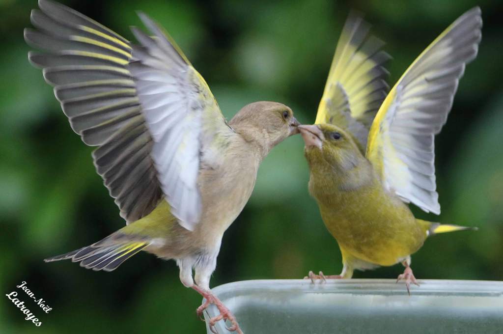 Verdier d'Europe couple posé Carduelis chloris photographie Jean-Noël Latroyes forêt de Filain Haute-Saône www.filain-nature.fr