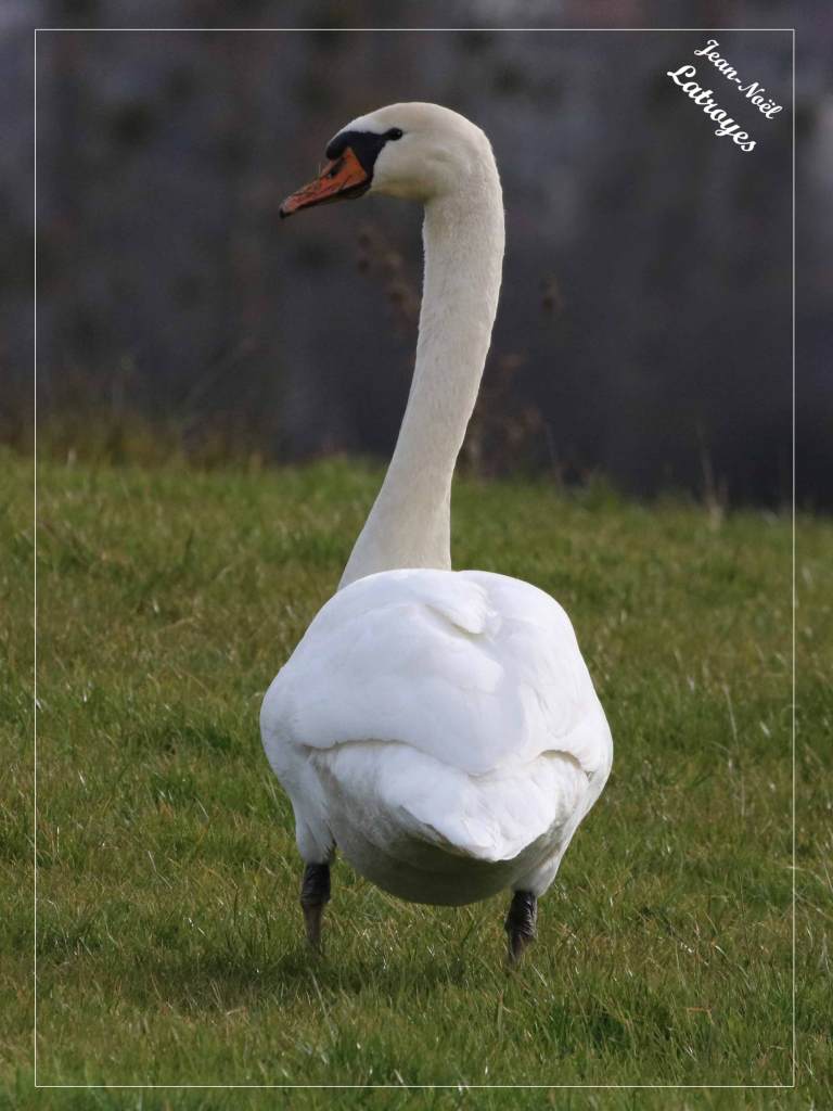 Cygne tuberculé de dos dans l'herbe - Cygnus olor - 20 mars 2022 - Photographie Jean-Noël Latroyes - Montbozon (Haute-Saône) - www.filain-nature.fr