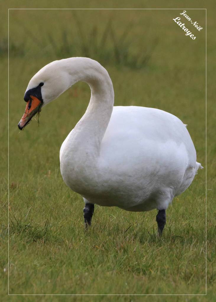 Cygne tuberculé - Cygnus olor -  20 mars 2022 - Photographie Jean-Noël Latroyes - Montbozon (Haute-Saône) - www.filain-nature.fr