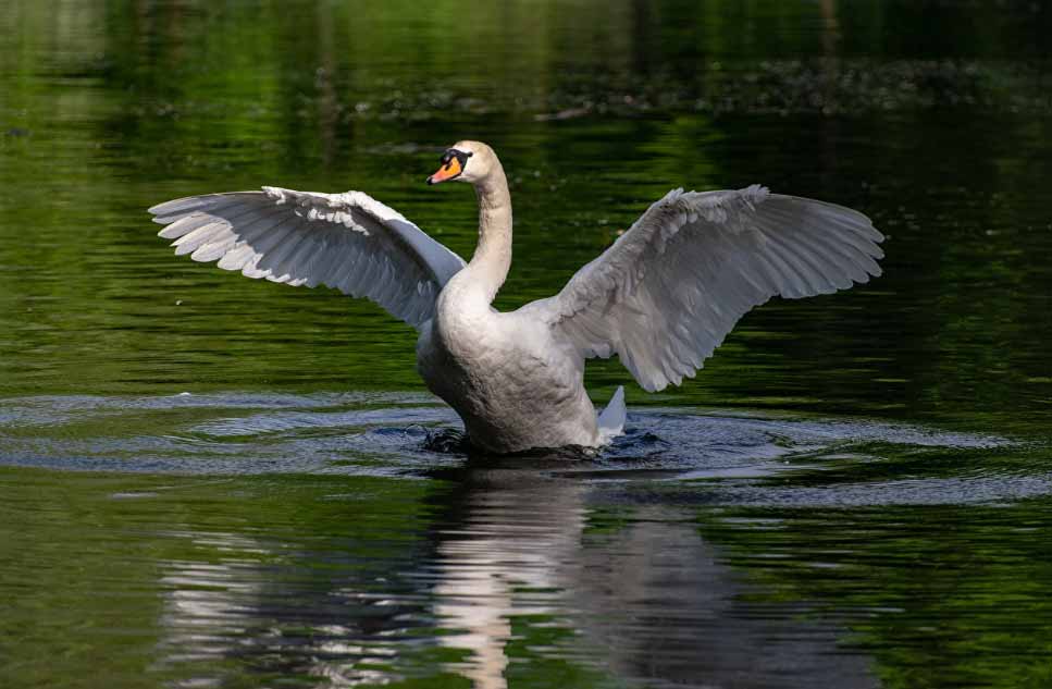 Cygnes tuberculés - Cygnus olor - Amerrissage réussi ! Le très bref instant où le cygne déploie ses ailes pour freiner son vol au contact de l'eau est toujours plein de grâce, sauf imprévus ! 
