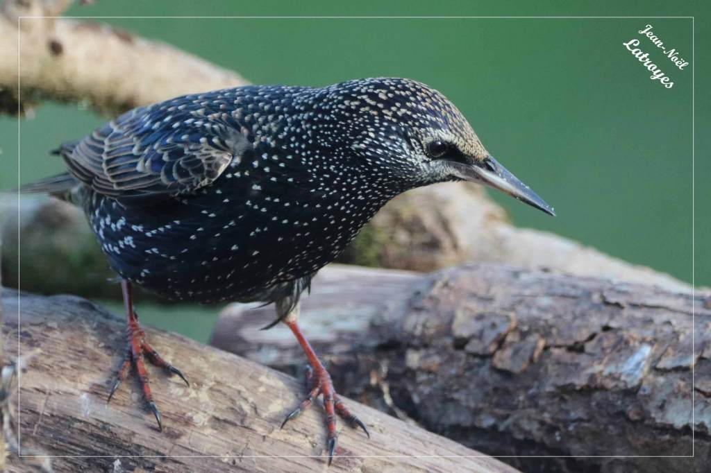 Étourneau sansonnet - Sturnus vulgaris - janvier 2022-Filain (Haute-Saône) Photographie Jean-Noël Latroyes - www.filain-nature.fr