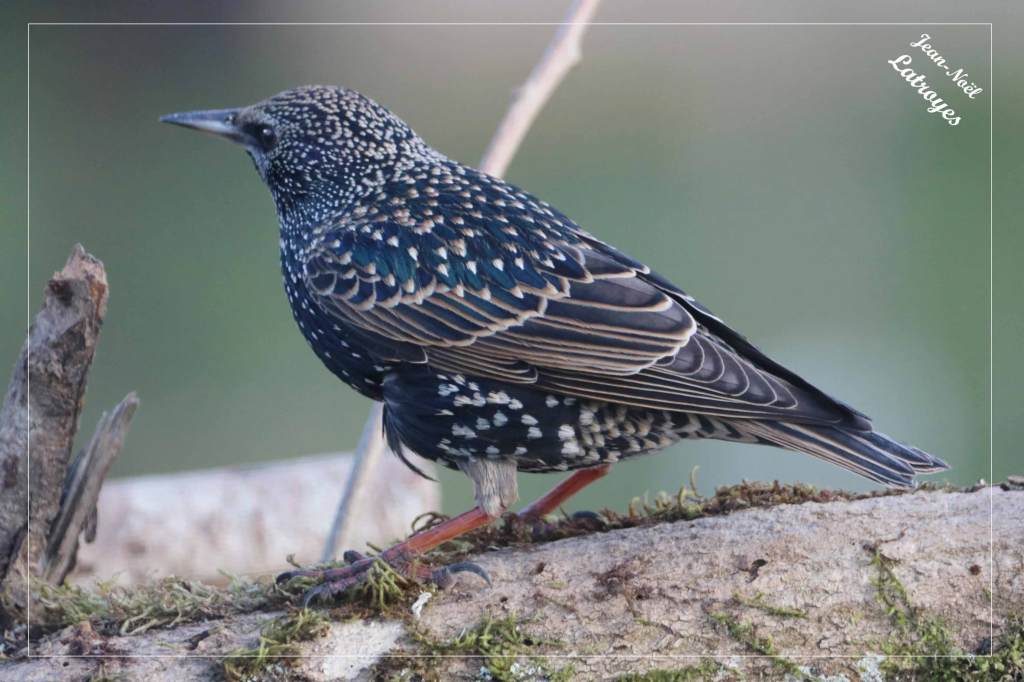 Étourneau sansonnet - Sturnus vulgaris - janvier 2022-Filain (Haute-Saône) Photographie Jean-Noël Latroyes - www.filain-nature.fr