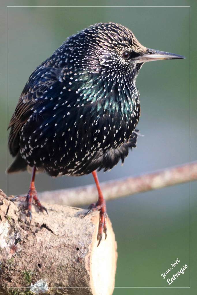 Étourneau sansonnet - Sturnus vulgaris - janvier 2022-Filain (Haute-Saône) Photographie Jean-Noël Latroyes - www.filain-nature.fr