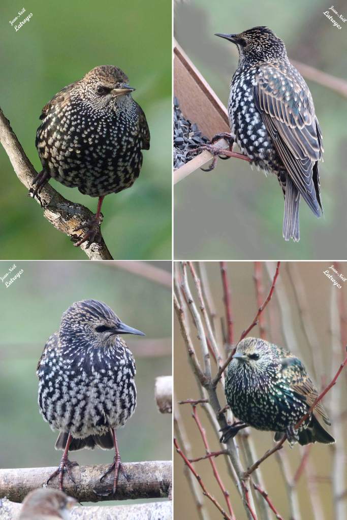 Étourneau sansonnet - Sturnus vulgaris - janvier 2022-Filain (Haute-Saône) Photographie Jean-Noël Latroyes - www.filain-nature.fr
