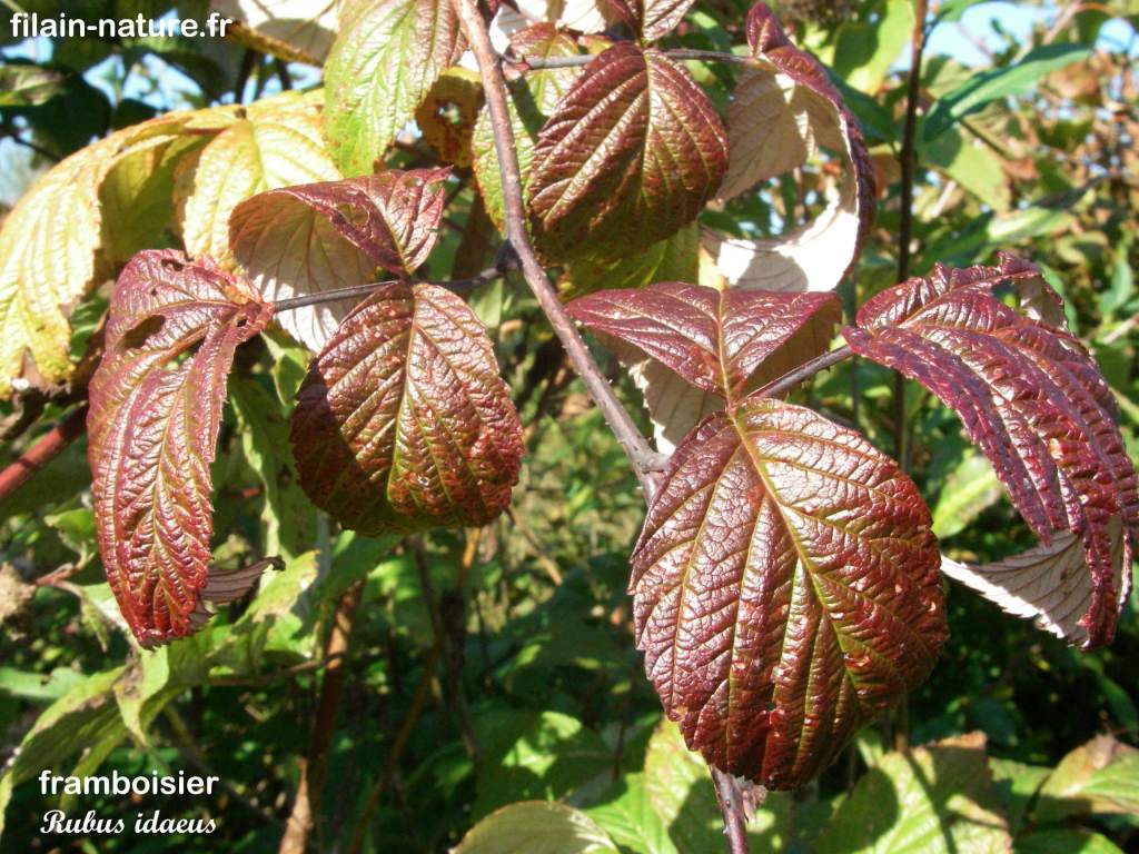 Feuillage de Framboisier sauvage - Forêt de Filain (Haute-Saône) - Rubus idaeus - août 2007 - Photographie Jean-Noël Latroyes - www.filain-nature.fr