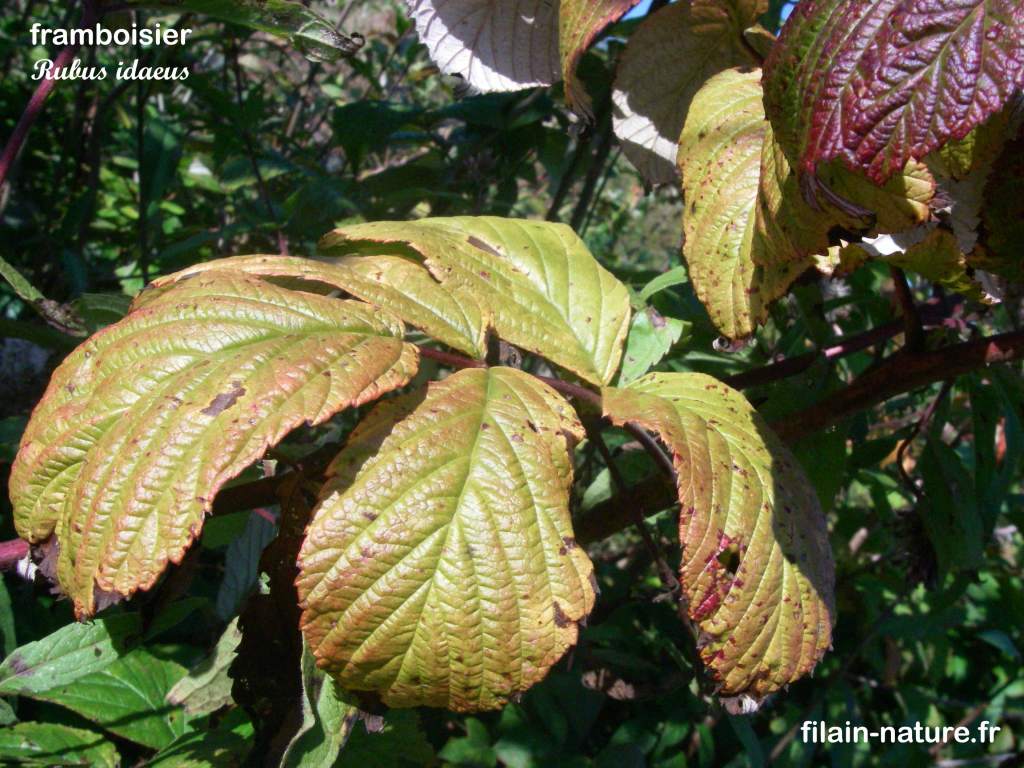 Feuillage de Framboisier sauvage - Forêt de Filain (Haute-Saône) - Rubus idaeus - août 2007 - Photographie Jean-Noël Latroyes - www.filain-nature.fr