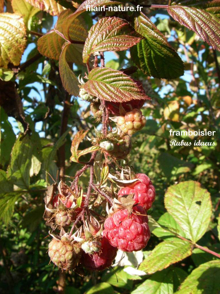 Framboises sauvages - Forêt de Filain (Haute-Saône) - Rubus idaeus - août 2007 - Photographie Jean-Noël Latroyes - www.filain-nature.fr