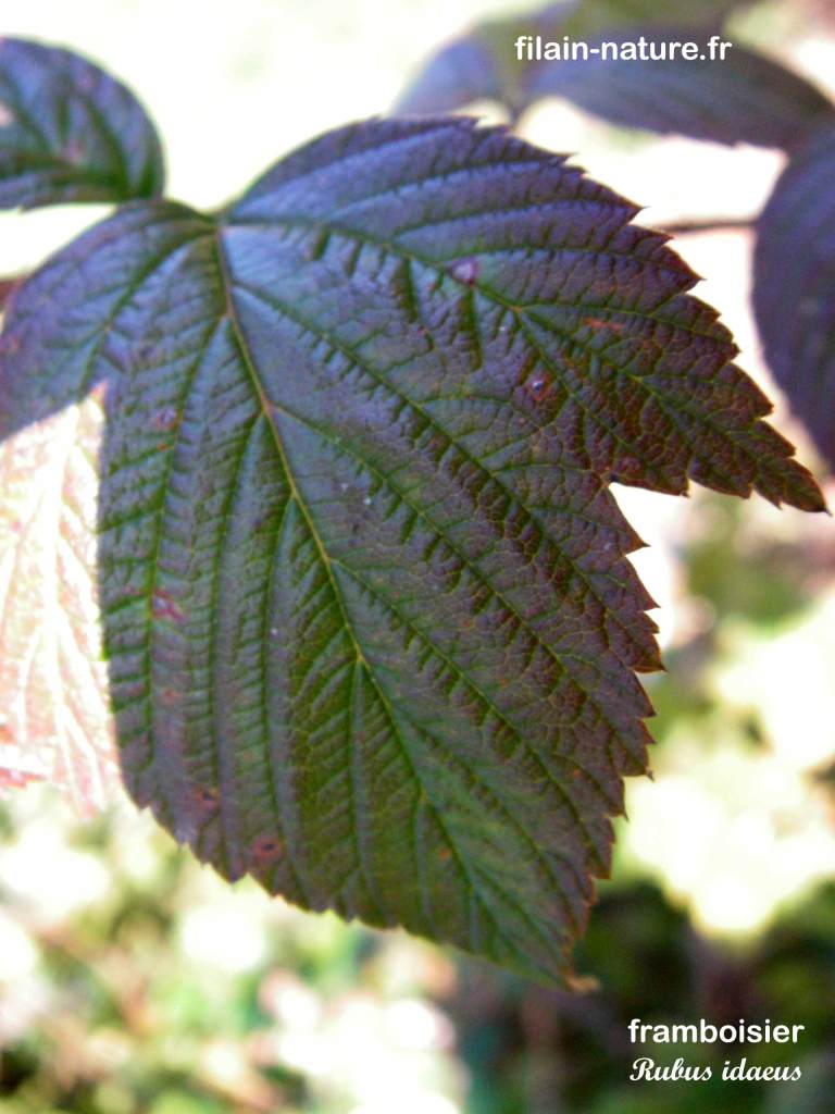 Feuille de Framboisier sauvage - Forêt de Filain (Haute-Saône) - Rubus idaeus - août 2007 - Photographie Jean-Noël Latroyes - www.filain-nature.fr