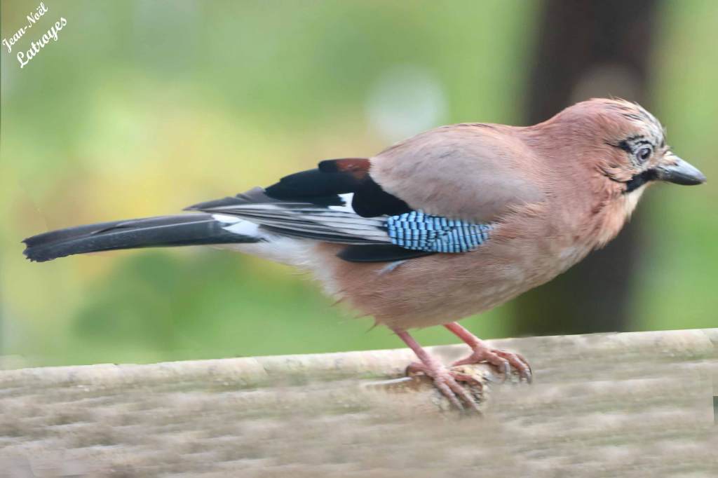 Geai des chênes - Garrulus glandarius - 24 octobre 2021 - Filain (Haute-Saône) - photographie Jean-Noël Latroyes - www.filain-nature.fr