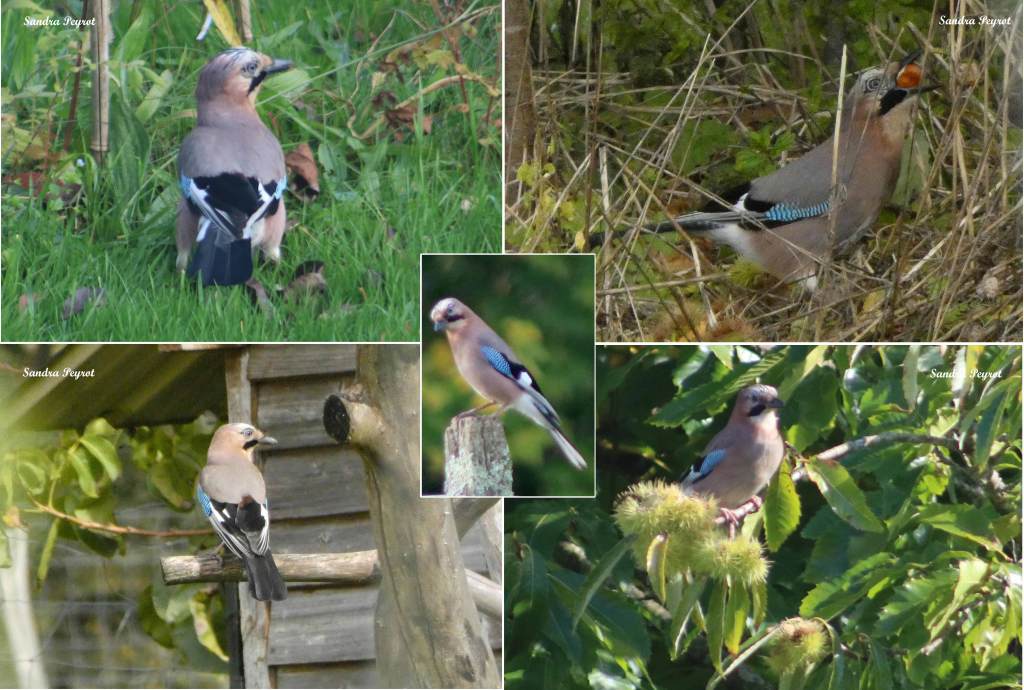 Geai des chênes - Garrulus glandarius - 24 octobre 2021 - Filain (Haute-Saône) - photographie Sandra Peyrot - www.filain-nature.fr