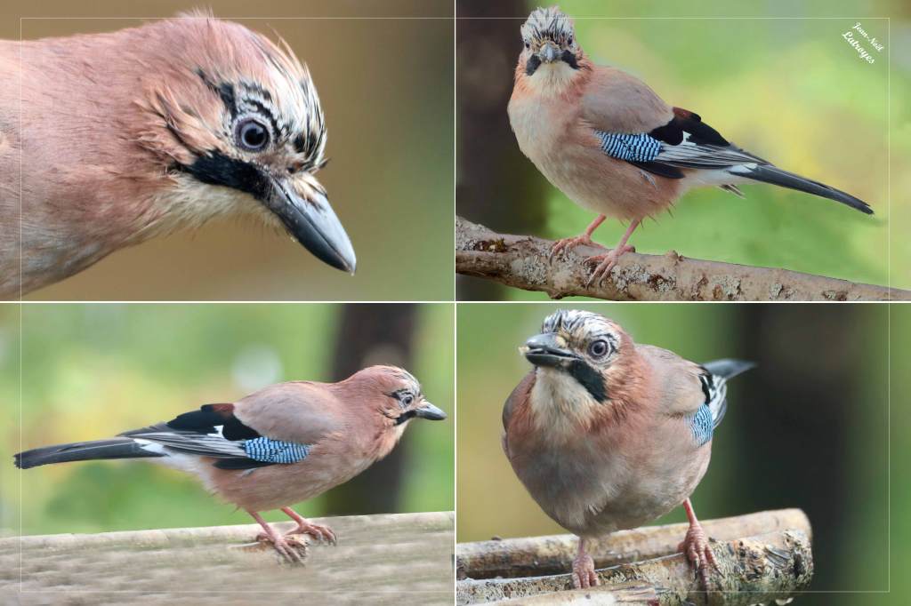 Geai des chênes - Garrulus glandarius - 24 octobre 2021 - Filain (Haute-Saône) - photographie Jean-Noël Latroyes - www.filain-nature.fr