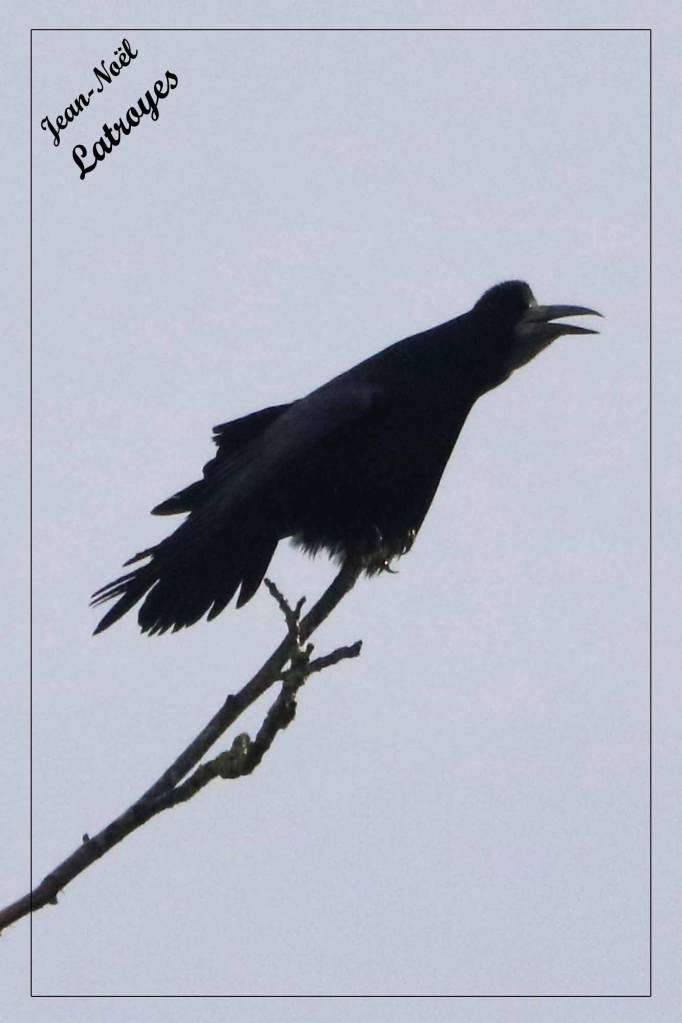Pendant un bon quart d'heure, ce Grand corbeau, perché à vingt mètres de hauteur, poussera de grands cris. Grand corbeau - Corvus corax - Filain (Haute-Saône) -  Photographie Jean-Noël Latroyes - 08 Avril 2022 - www.filain-nature.fr