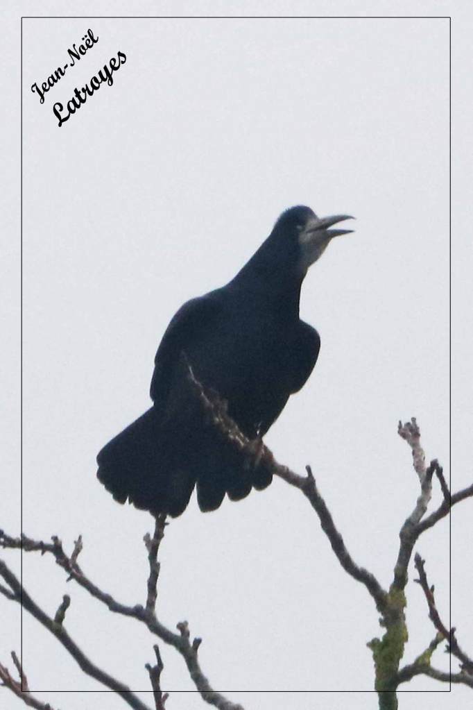Pendant un bon quart d'heure, ce Grand corbeau, perché à vingt mètres de hauteur, poussera de grands cris. Grand corbeau - Corvus corax - Filain (Haute-Saône) -  Photographie Jean-Noël Latroyes - 08 Avril 2022 - www.filain-nature.fr