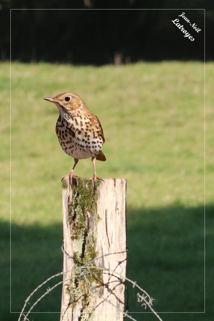 Grive musicienne - Turdus philomelos - perchée sur un piquet de pâture. Vy-lès-Filain (Haute-Saône). 14 juin 2021 - Photographie Jean-Noël Latroyes - www.filain-nature.fr