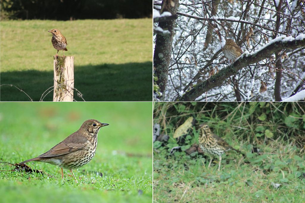 Grives musiciennes - Turdus philomelos - Filain (Haute-Saône)
www.filain-nature.fr