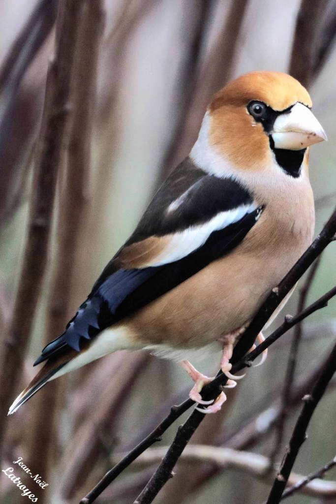 Grosbec casse-noyaux mâle - Coccothraustes coccothraustes - Filain (Haute-Saône)
Photographie Jean-Noël Latroyes – février 2022 - www.filain-nature.fr