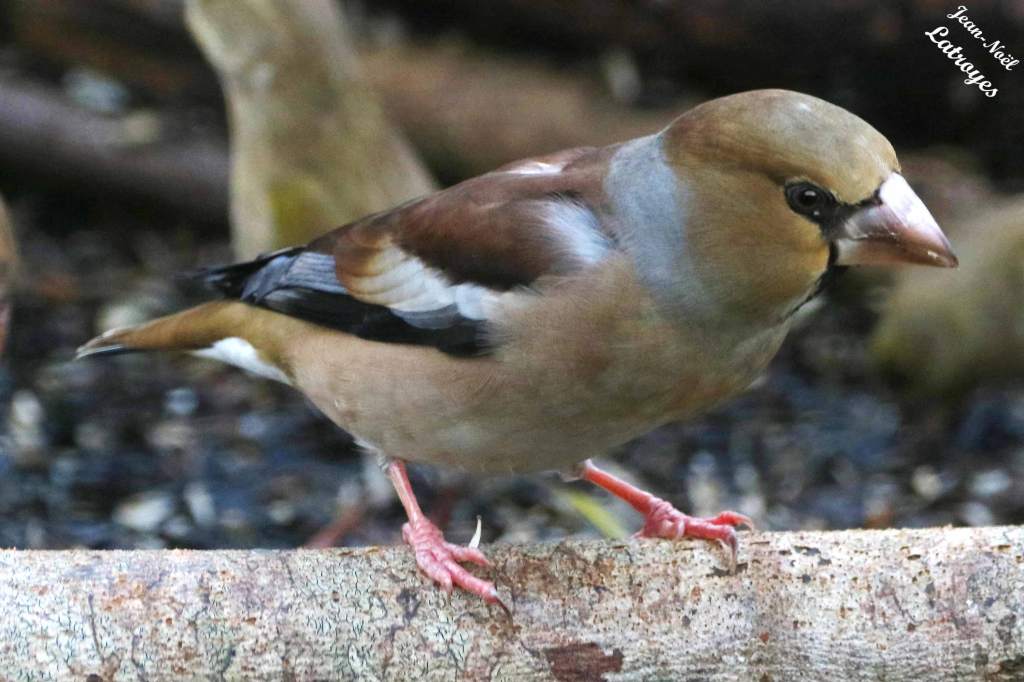 Grosbec casse-noyaux femelle - Coccothraustes coccothraustes - Filain (Haute-Saône)
Photographie Jean-Noël Latroyes – février 2022 - www.filain-nature.fr