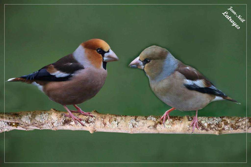 Grosbec casse-noyaux mâle (le plus coloré) et femelle - Coccothraustes coccothraustes - Filain (Haute-Saône)
Photographie Jean-Noël Latroyes – février 2022 - www.filain-nature.fr