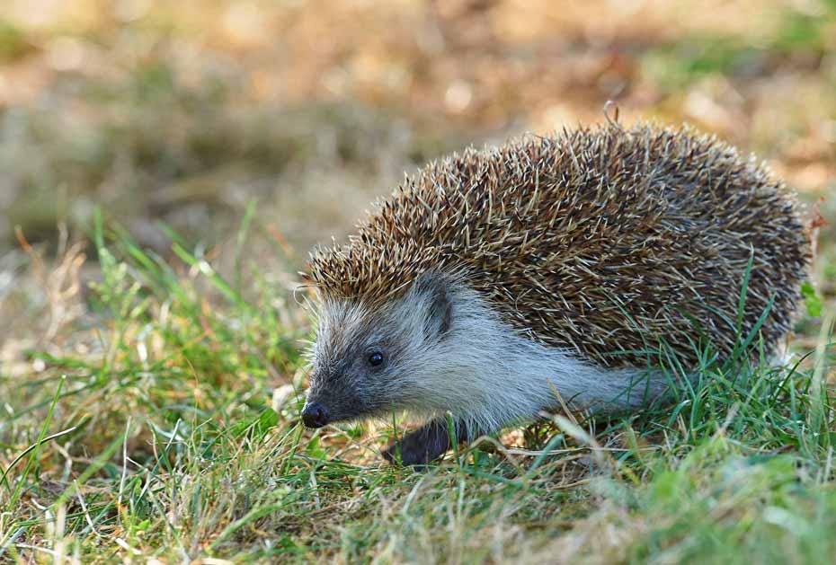 Hérisson - Filain (Haute-Saône) 13 juin 2020 Photographie Jean-Noël Latroyes www.filain-nature.fr