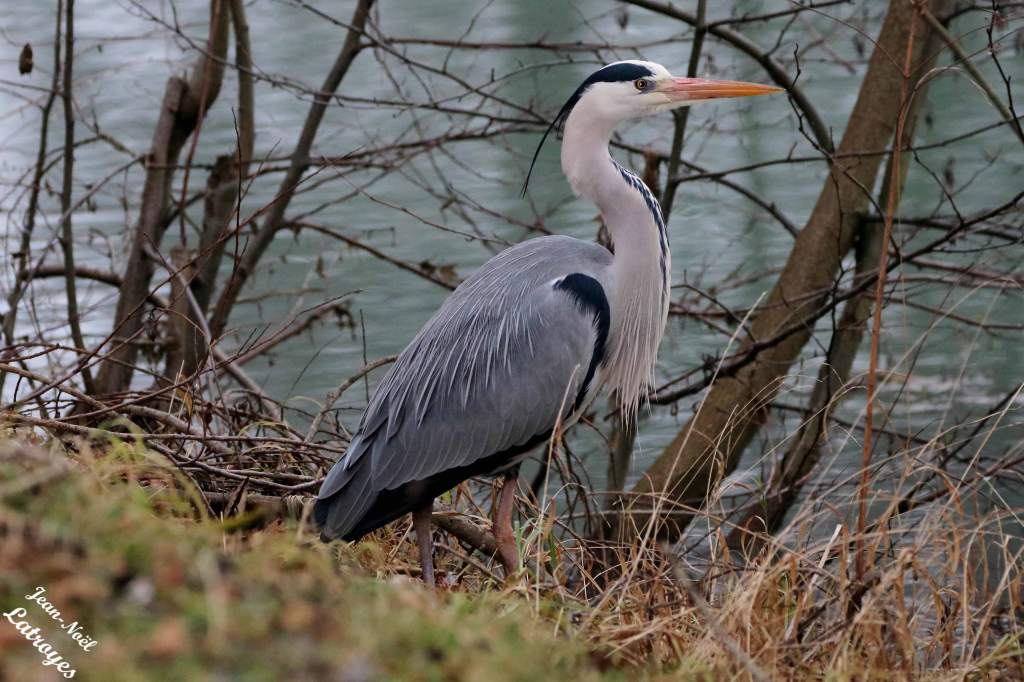 Héron cendré - Ardea cinerea - Montbozon  (Haute-Saône) - Photographie Jean-Noël Latroyes - www.filain-nature.fr