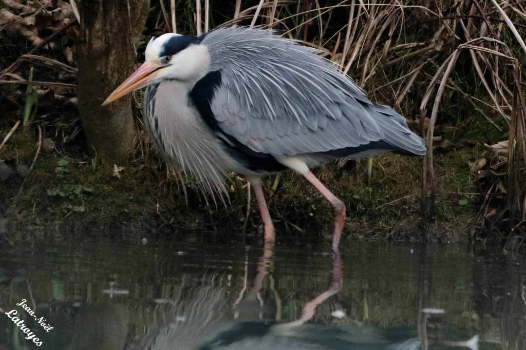 Héron cendré - Ardea cinerea - Montbozon  (Haute-Saône) - Photographie Jean-Noël Latroyes - www.filain-nature.fr