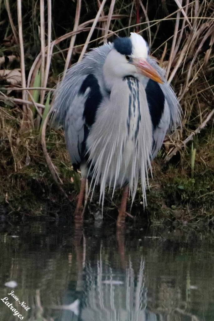 Héron cendré - Ardea cinerea - Montbozon  (Haute-Saône) - Photographie Jean-Noël Latroyes - www.filain-nature.fr