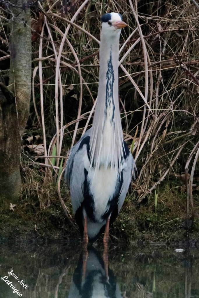 Héron cendré - Ardea cinerea - Montbozon  (Haute-Saône) - Pratique, le cou "télescopique" pour regarder plus loin ... Photographie Jean-Noël Latroyes - www.filain-nature.fr
