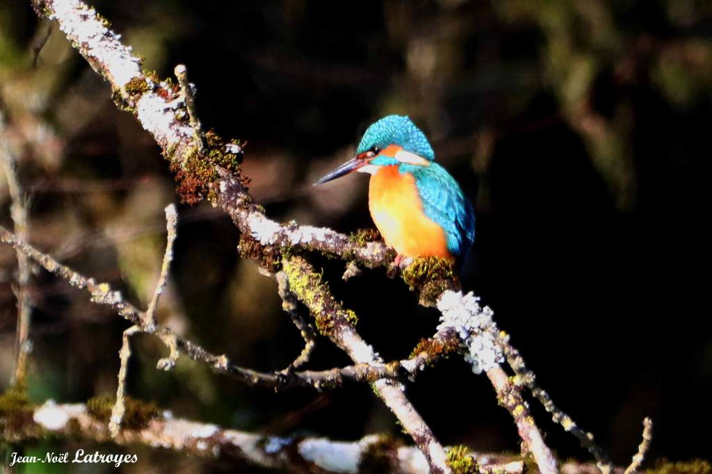 Martin-pêcheur (Alcedo atthis) - Montbozon (Haute-Saône) hiver 2022 - Photographie Jean-Noël Latroyes - www.filain-nature.fr