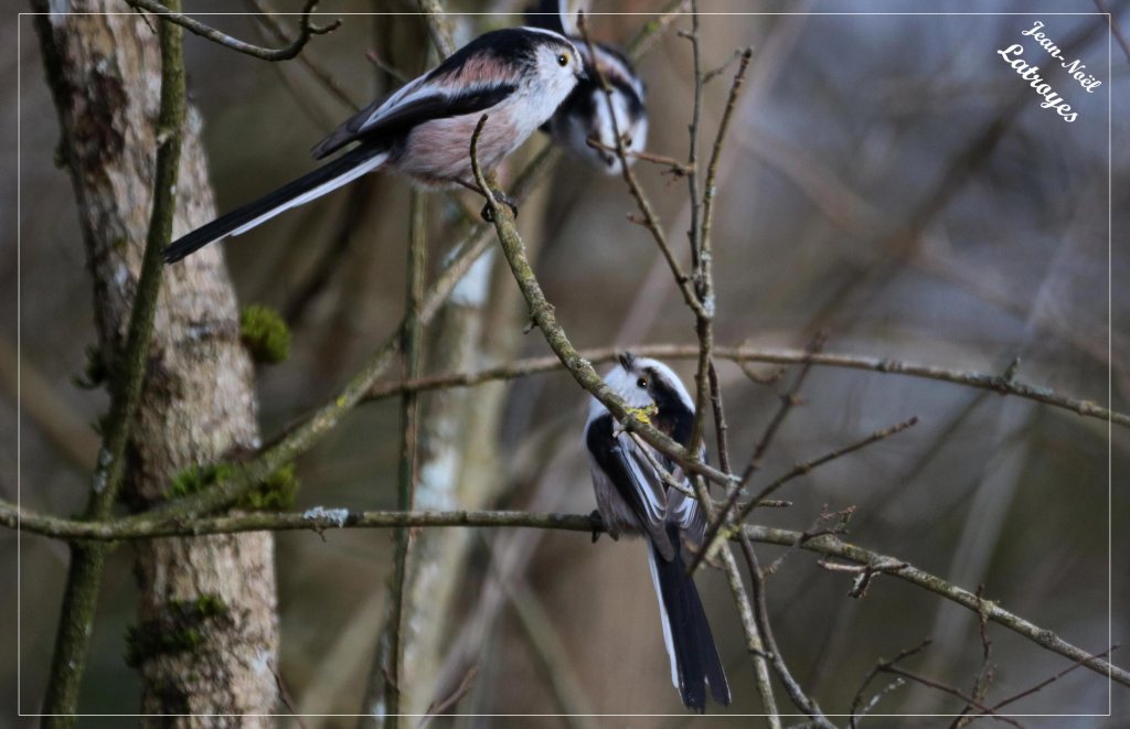Mésange à longue queue (Aegithalos caudatus)- Filain (Haute-Saône) - 16 mai 2023
Très attachée à son jeune, une maman Mésange à longue queue partage quelques instants de bonheur ...
Photographie Jean-Noël Latroyes 