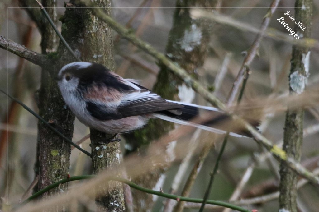Mésange à longue queue Aegithalos caudatus bois de Filain Haute-Saône photographie Jean-Noël Latroyes www.filain-nature.fr