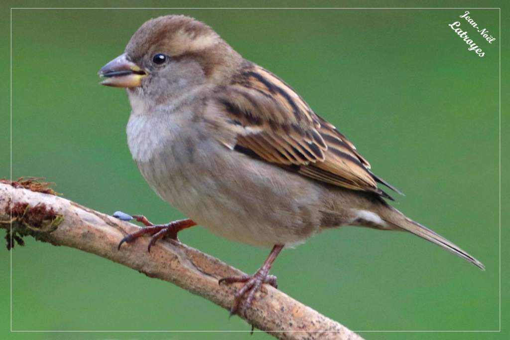 Jeune Moineau domestique femelle  - Hiver 2021-2022 - Filain (Haute-Saône)
Photographie Jean-Noël Latroyes - www.filain-nature.fr
