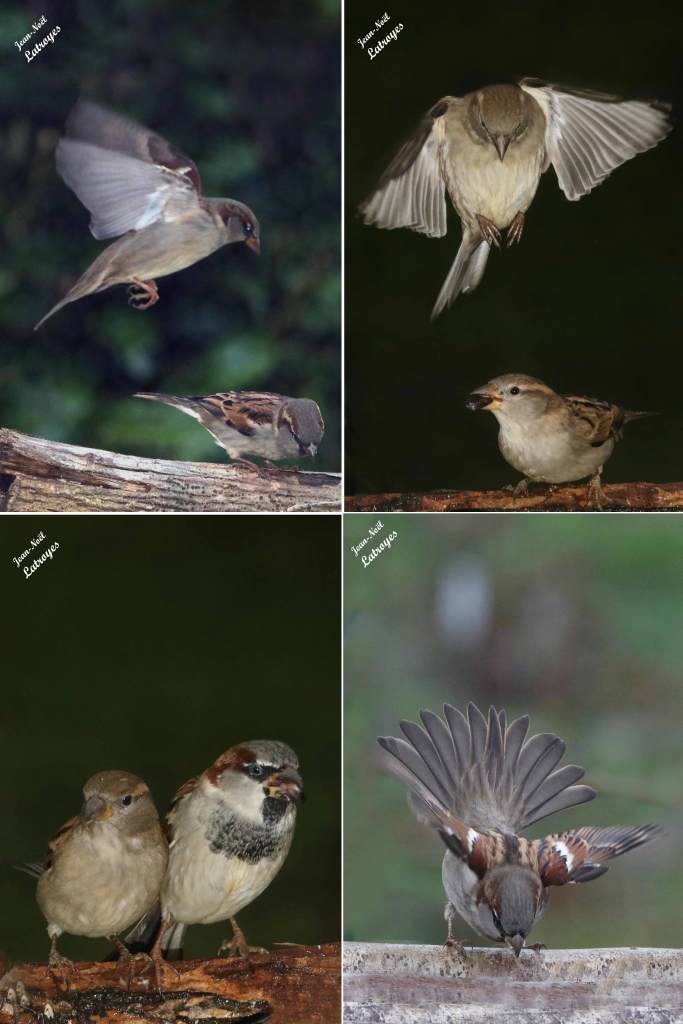 Moineaux domestiques en vol   - Hiver 2021-2022 - Filain (Haute-Saône) Photographie Jean-Noël Latroyes www.filain-nature.fr