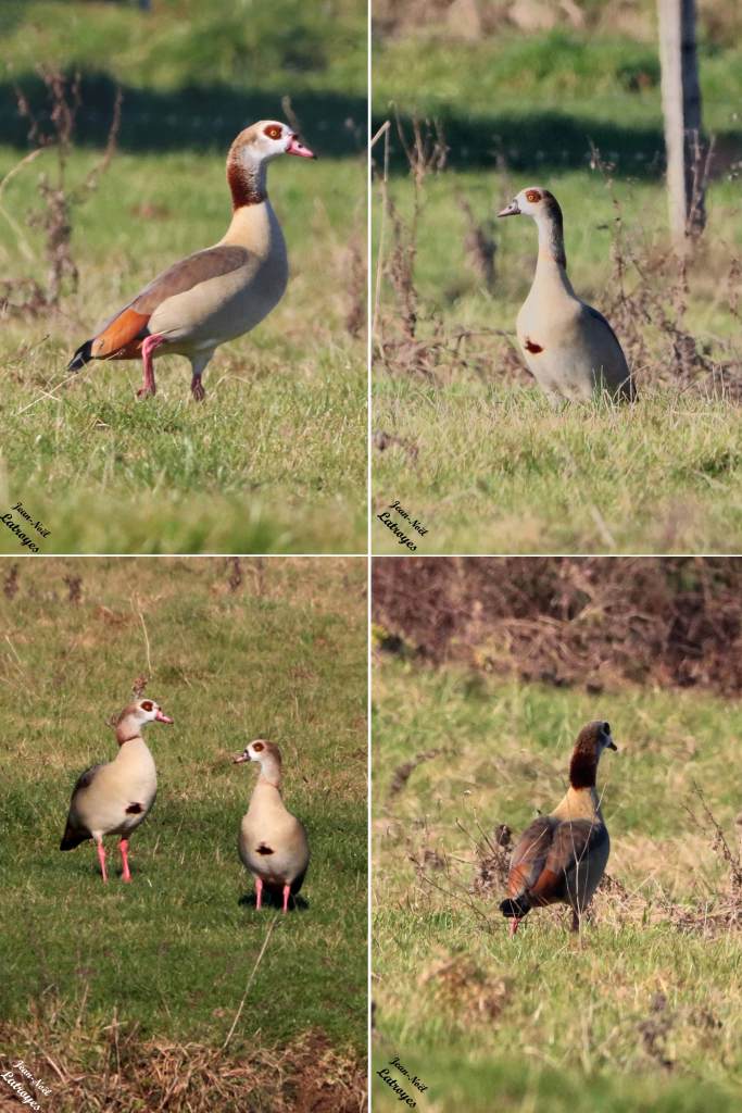 Oie Ouette d’Égypte Alopochen aegyptiacus Montbozon Haute-Saône Photographie Jean-Noël Latroyes www.filain-nature.fr