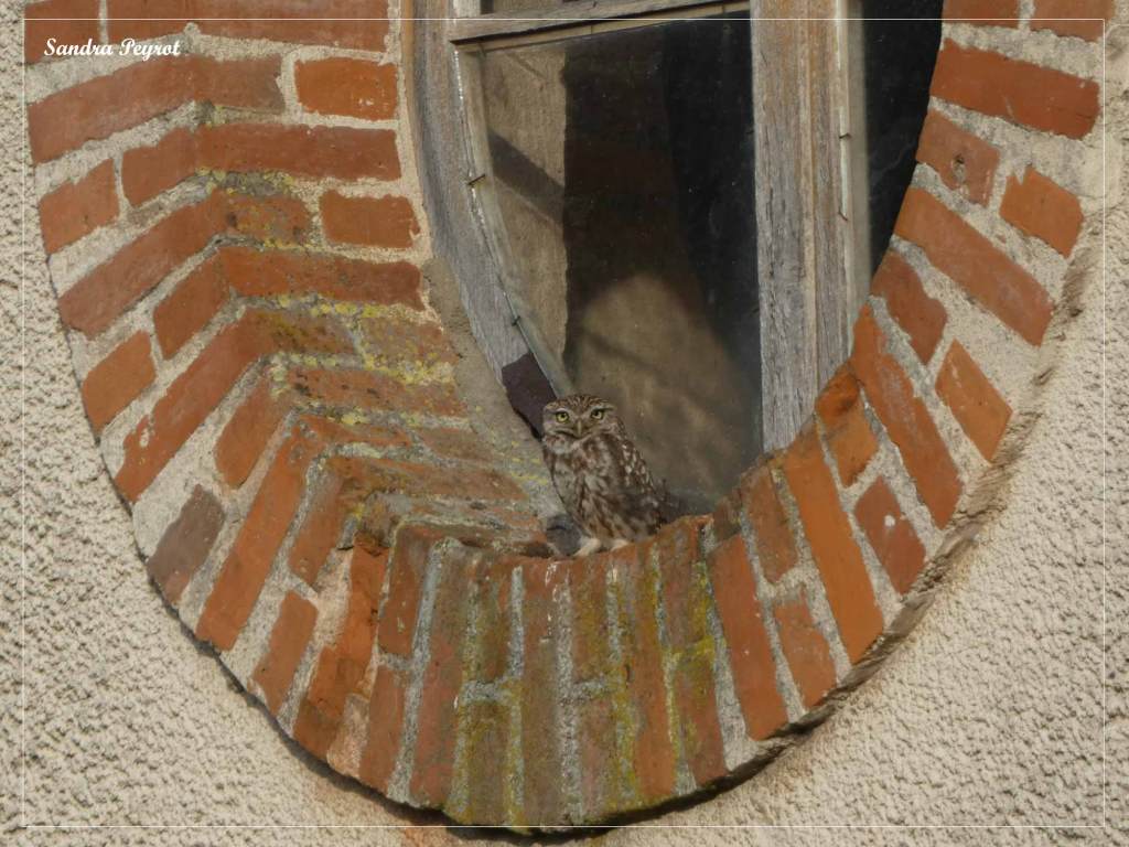 Chevêche d'Athéna - Athene noctua - Filain (Haute-Saône) - 
Photographie Sandra Peyrot - 2022