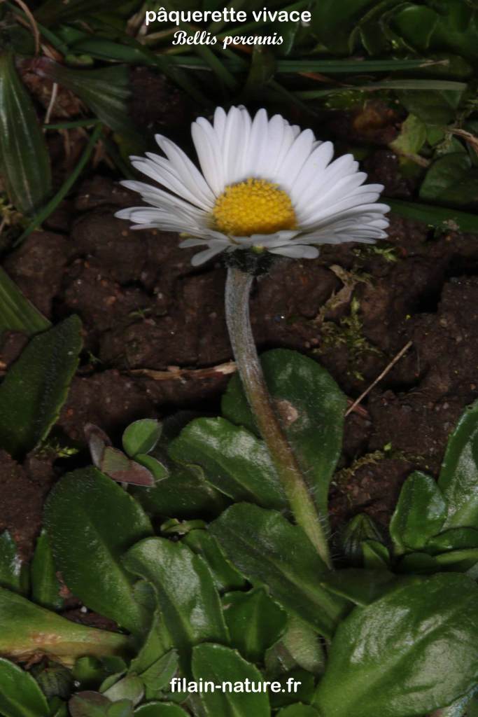 Pâquerette vivace - Bellis perennis Linné - Filain (Haute-Saône)
Photographie Jean-Noël Latroyes www.filain-nature.fr