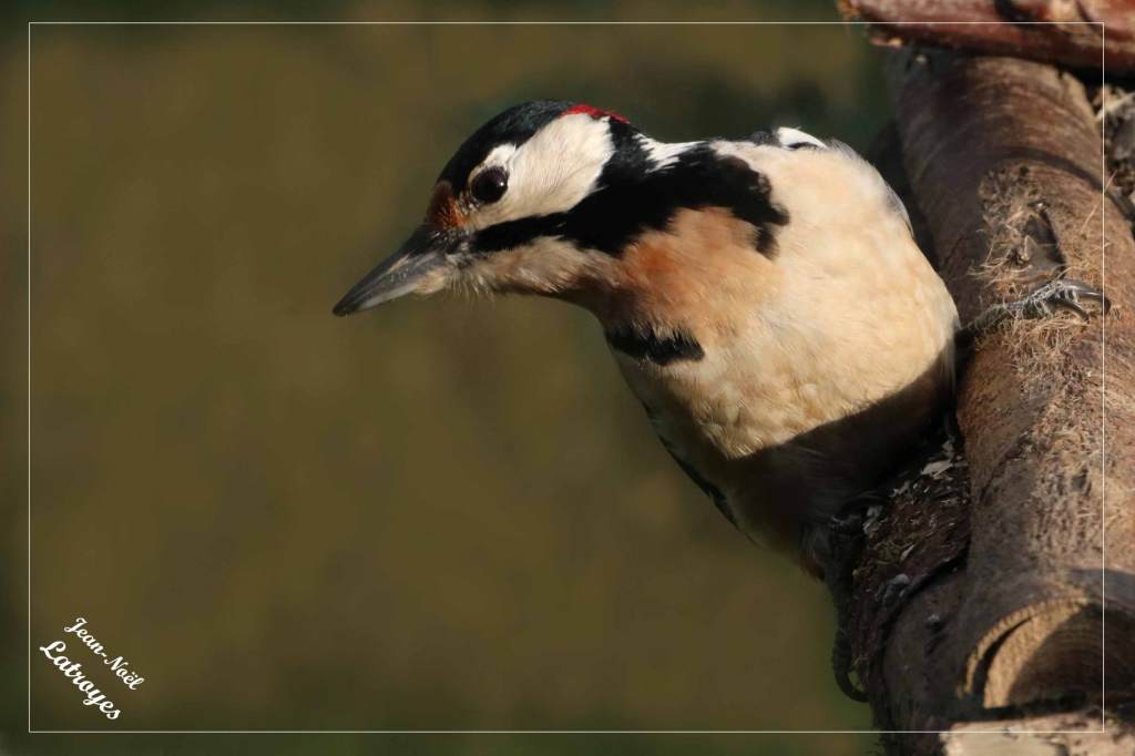 Pic epeiche – Dendrocopos major – Filain (Haute-Saône) – janvier 2022 – Photographie Jean-Noël Latroyes - www.filain-nature.fr